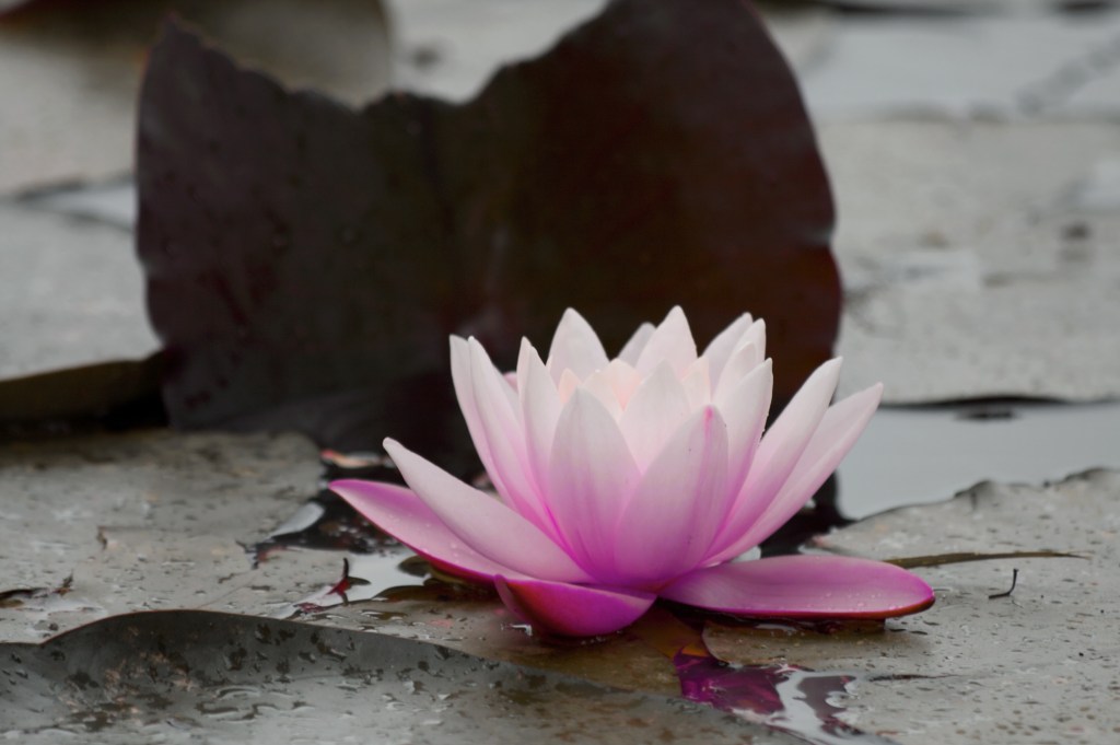 Photo of Lotus flower
